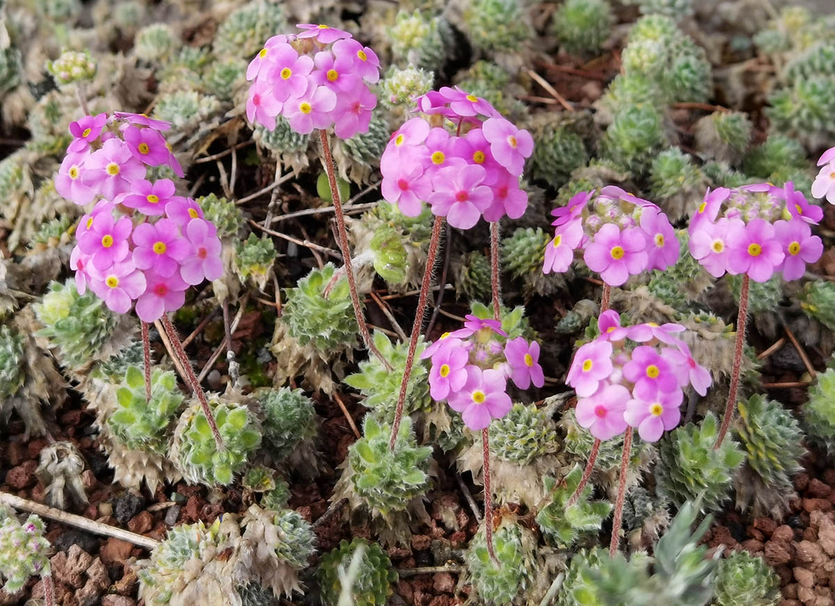 Androsace sarmentosa